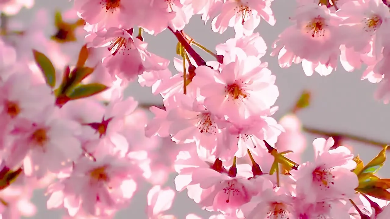 Yao Yi Kou Tu Niang (Sticky Dumpling Rabbit) - The Taste of First Love